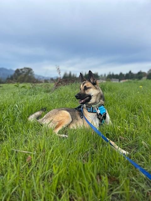 Jerry, a Adoptable German Shepherd Dog in san ramon, CA image 5/6