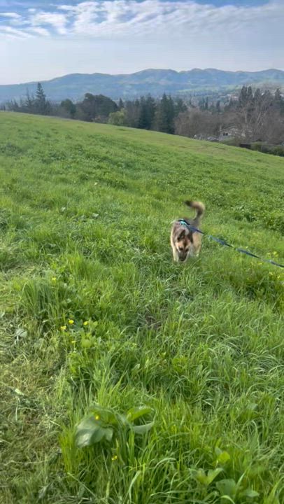 Enlarge Jerry, a Adoptable German Shepherd Dog in san ramon, CA video 4/6