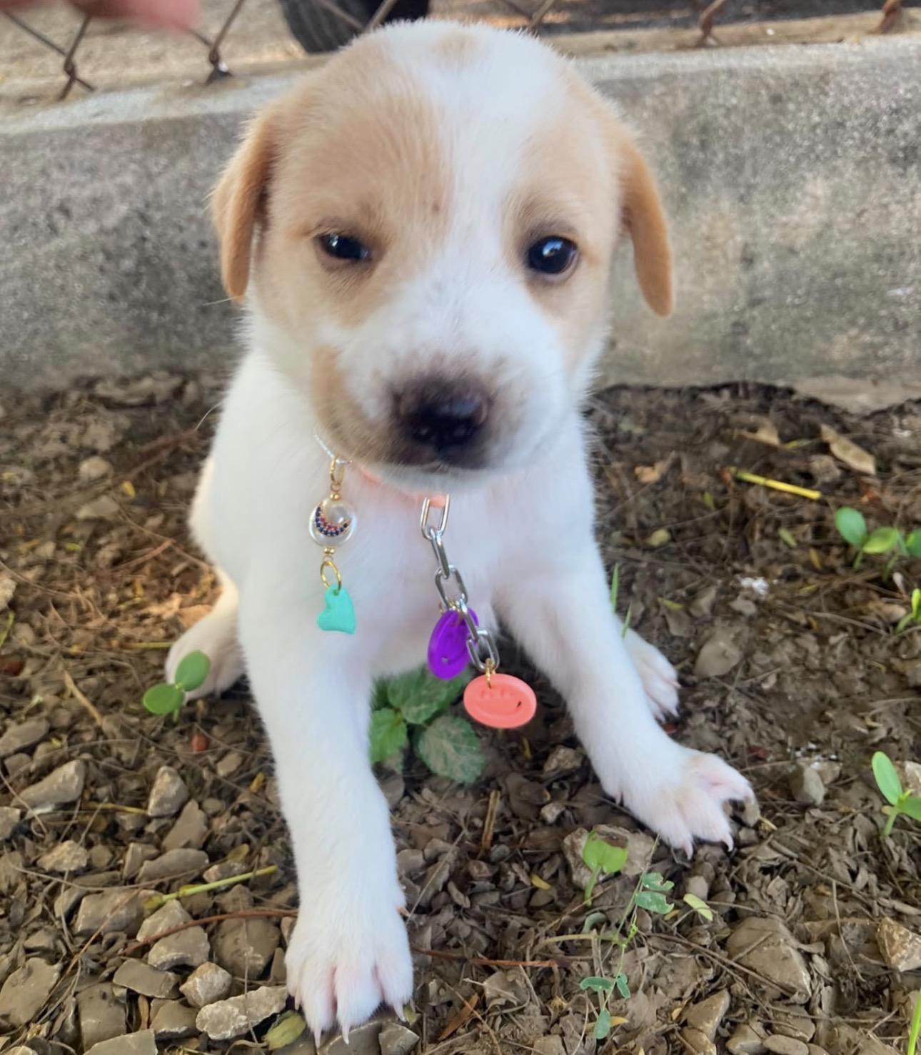 MOLLY - 3.4 lb sweetest baby, Adoptable, Puppy Female Golden Retriever & Labrador Retriever.