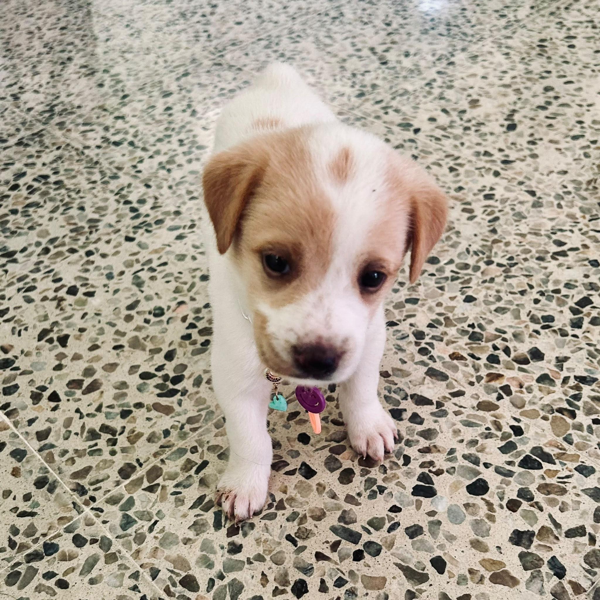 Enlarge MOLLY - 3.4 lb sweetest baby, a Adoptable mixed breed in Boston, MA image 2/6