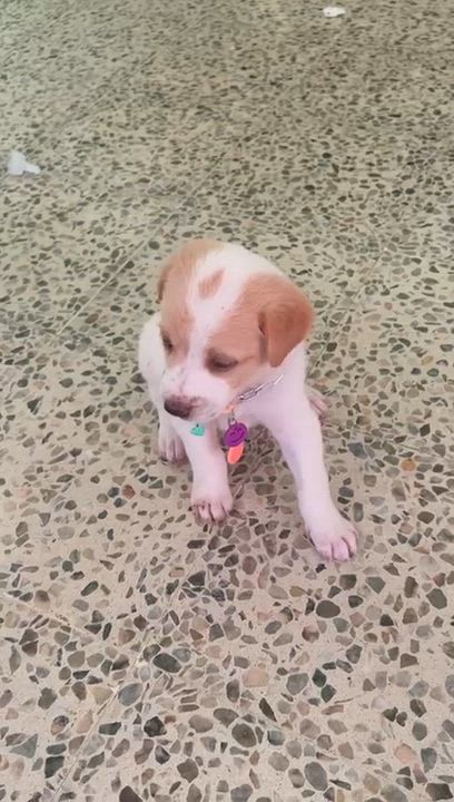 Enlarge MOLLY - 3.4 lb sweetest baby, a Adoptable mixed breed in Boston, MA video 3/6