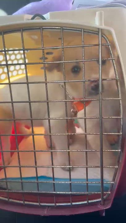 Enlarge MOLLY - 3.4 lb sweetest baby, a Adoptable mixed breed in Boston, MA video 6/6