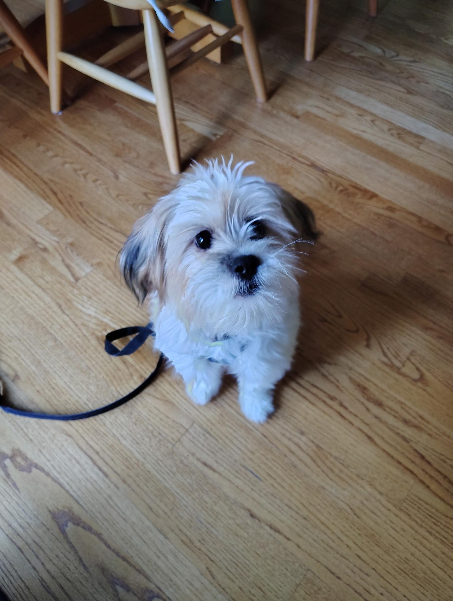 Daisy, Adopted, Puppy Female Havanese.