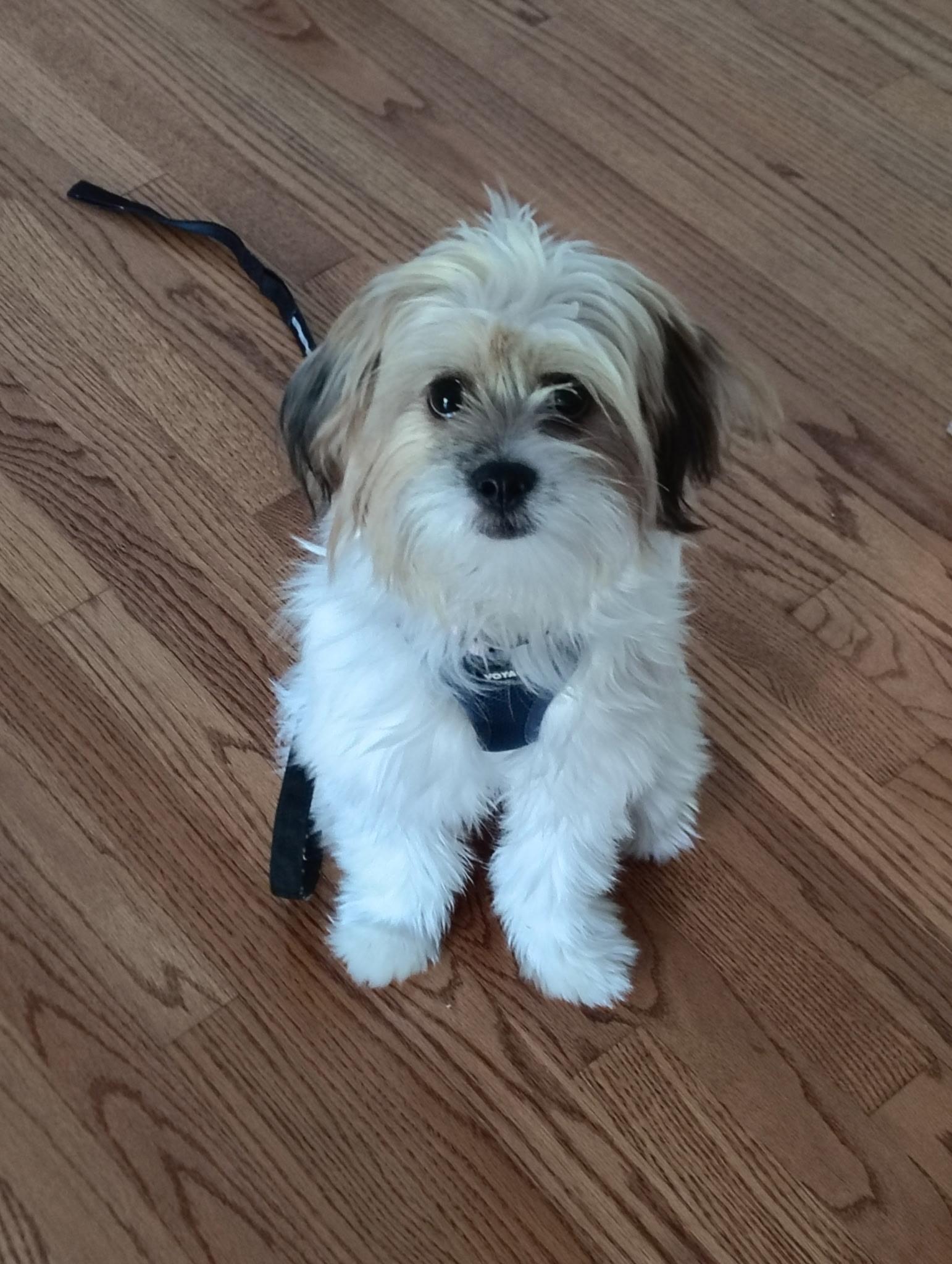 Enlarge Daisy, a Adopted mixed breed in Crystal Lake, IL image 3/6