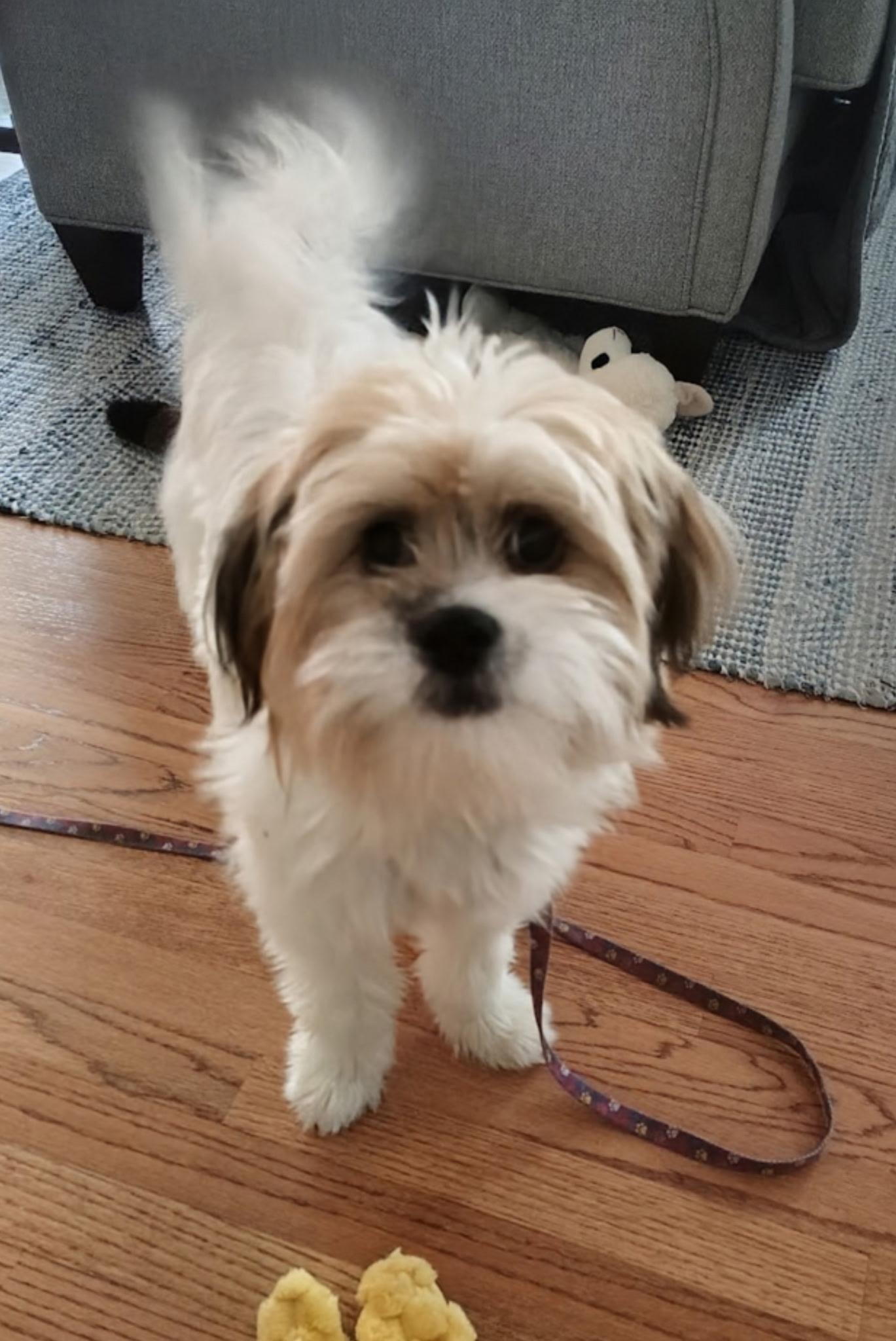 Enlarge Daisy, a Adopted mixed breed in Crystal Lake, IL image 6/6