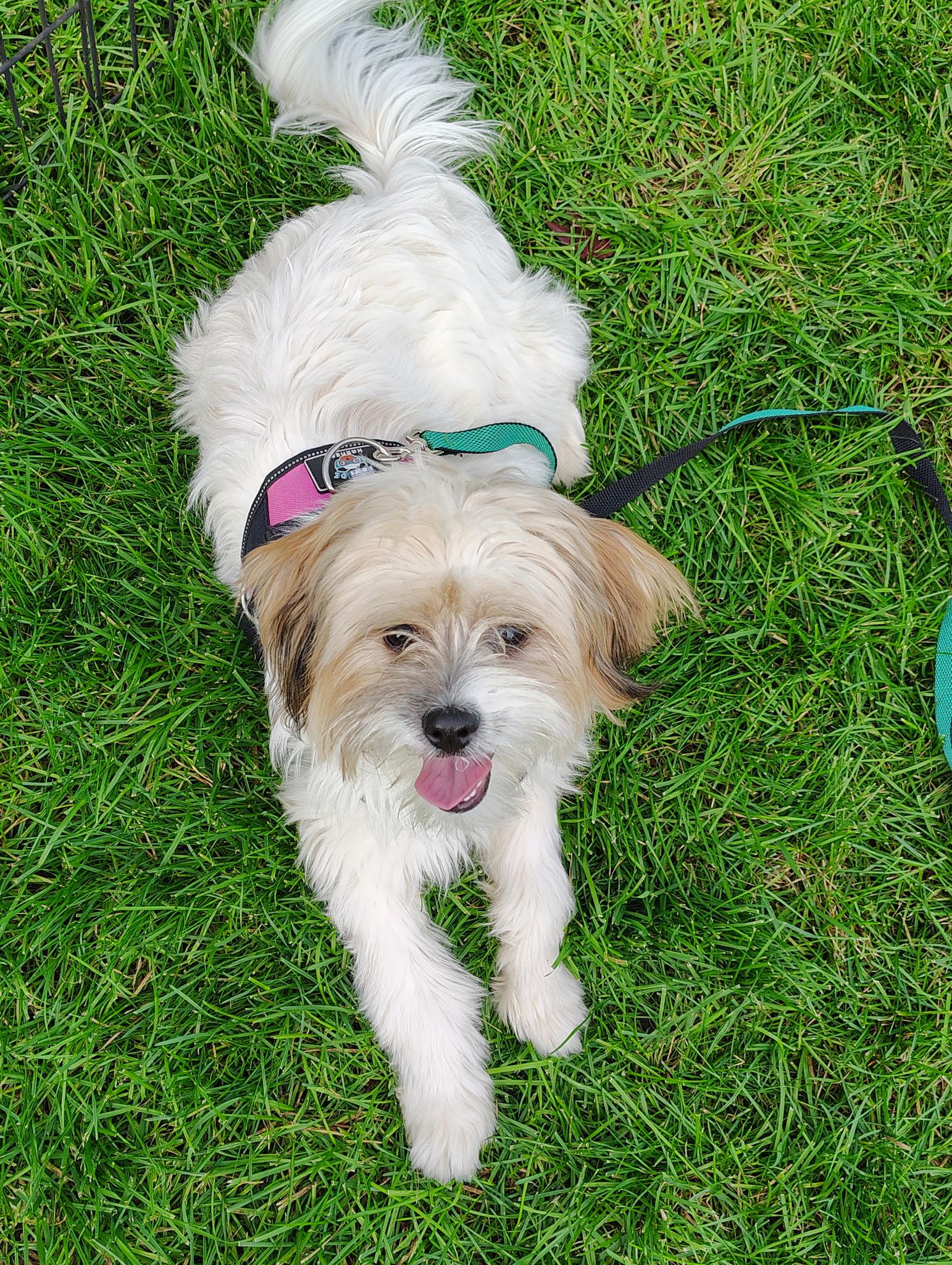 Enlarge Daisy, a Adopted mixed breed in Crystal Lake, IL image 5/6