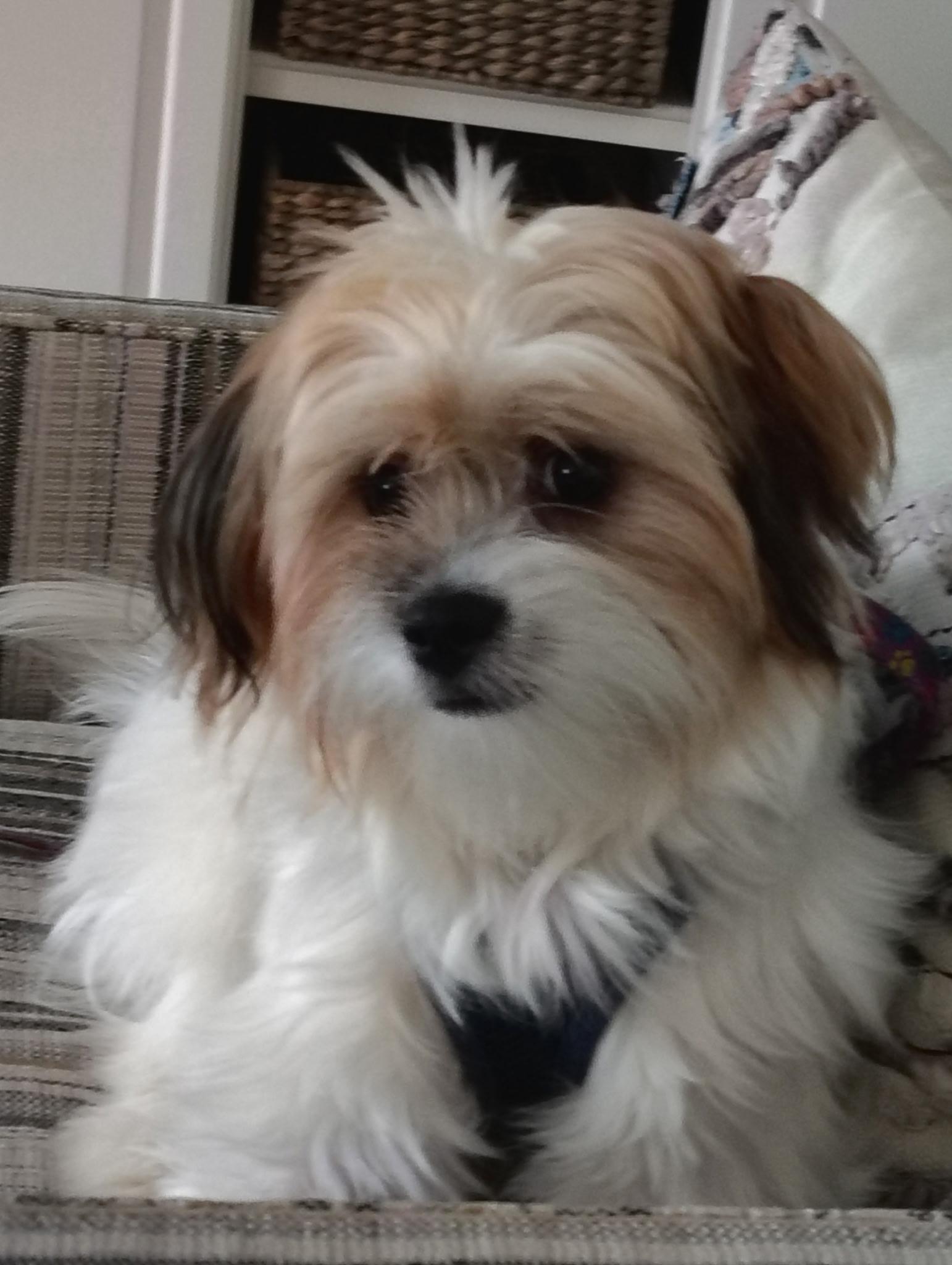 Enlarge Daisy, a Adopted mixed breed in Crystal Lake, IL image 4/6