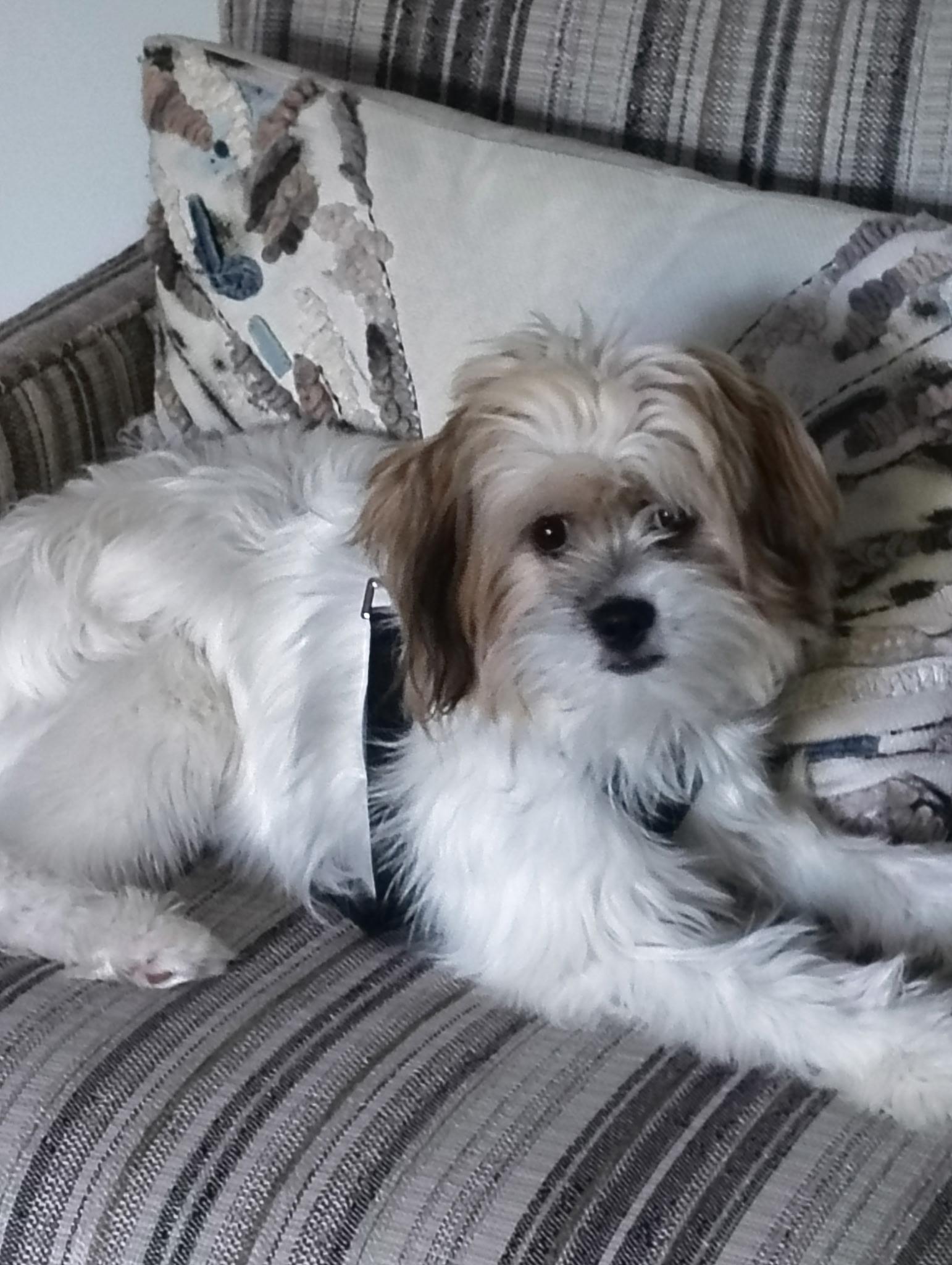 Enlarge Daisy, a Adopted mixed breed in Crystal Lake, IL image 2/6