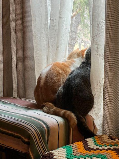 Enlarge Eddie (Fast Eddie), a Adoptable Domestic Short Hair in Roseville, MN image 6/6