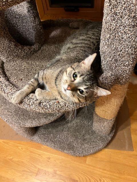 Eddie (Fast Eddie), adoptable, Young Male Domestic Short Hair.