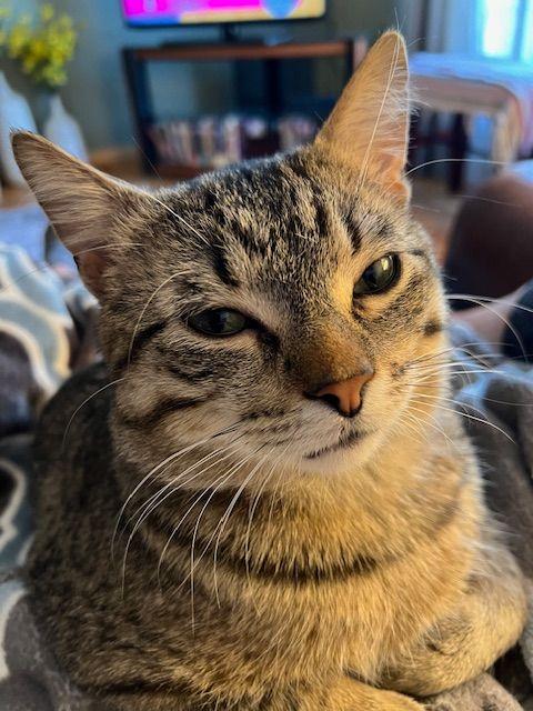 Enlarge Eddie (Fast Eddie), a Adoptable Domestic Short Hair in Roseville, MN image 5/6