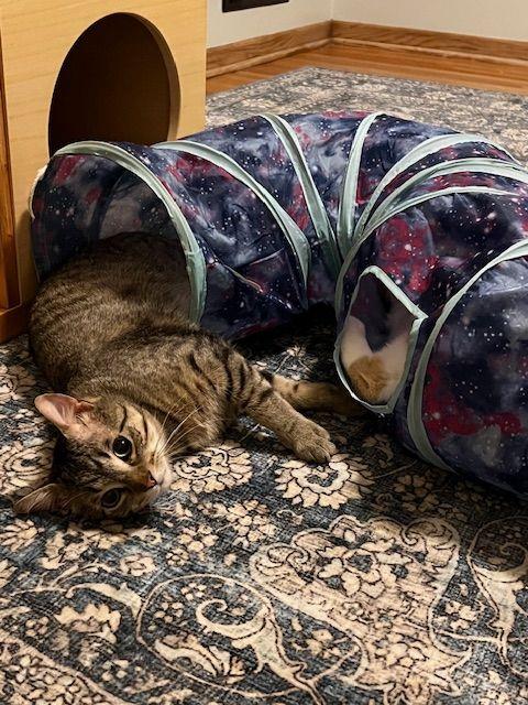 Enlarge Eddie (Fast Eddie), a Adoptable Domestic Short Hair in Roseville, MN image 4/6