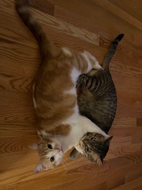 Enlarge Eddie (Fast Eddie), a Adoptable Domestic Short Hair in Roseville, MN image 3/6