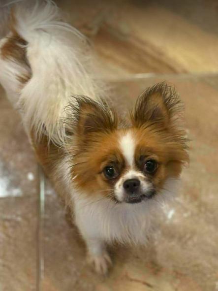 Enlarge Everleigh, a ADOPTABLE mixed breed in North Richland Hills, TX image 1/1