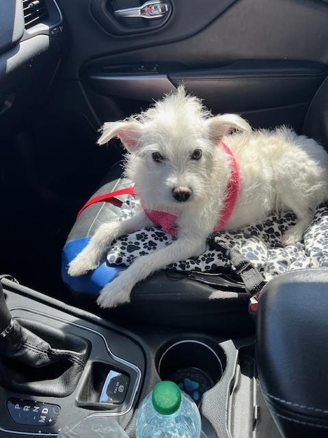 Snowy, Adoptable, Adult Female Terrier.