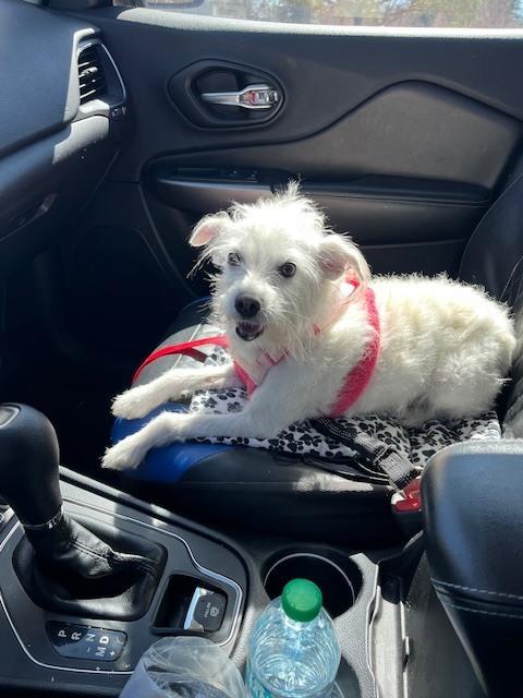 Enlarge Snowy, a Adoptable mixed breed in Boone, CO image 2/3