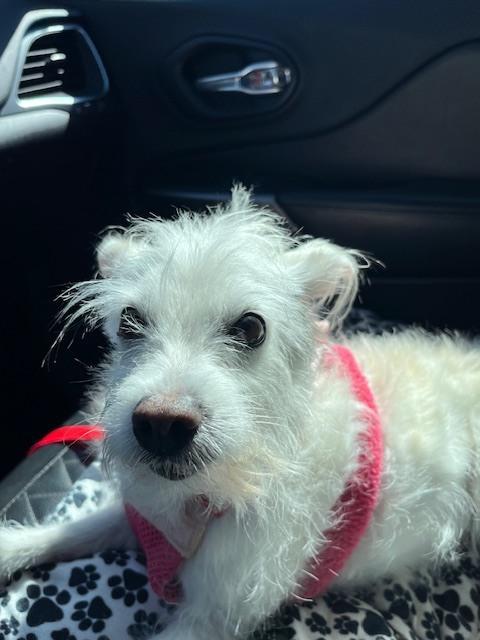 Enlarge Snowy, a Adoptable mixed breed in Boone, CO image 3/3