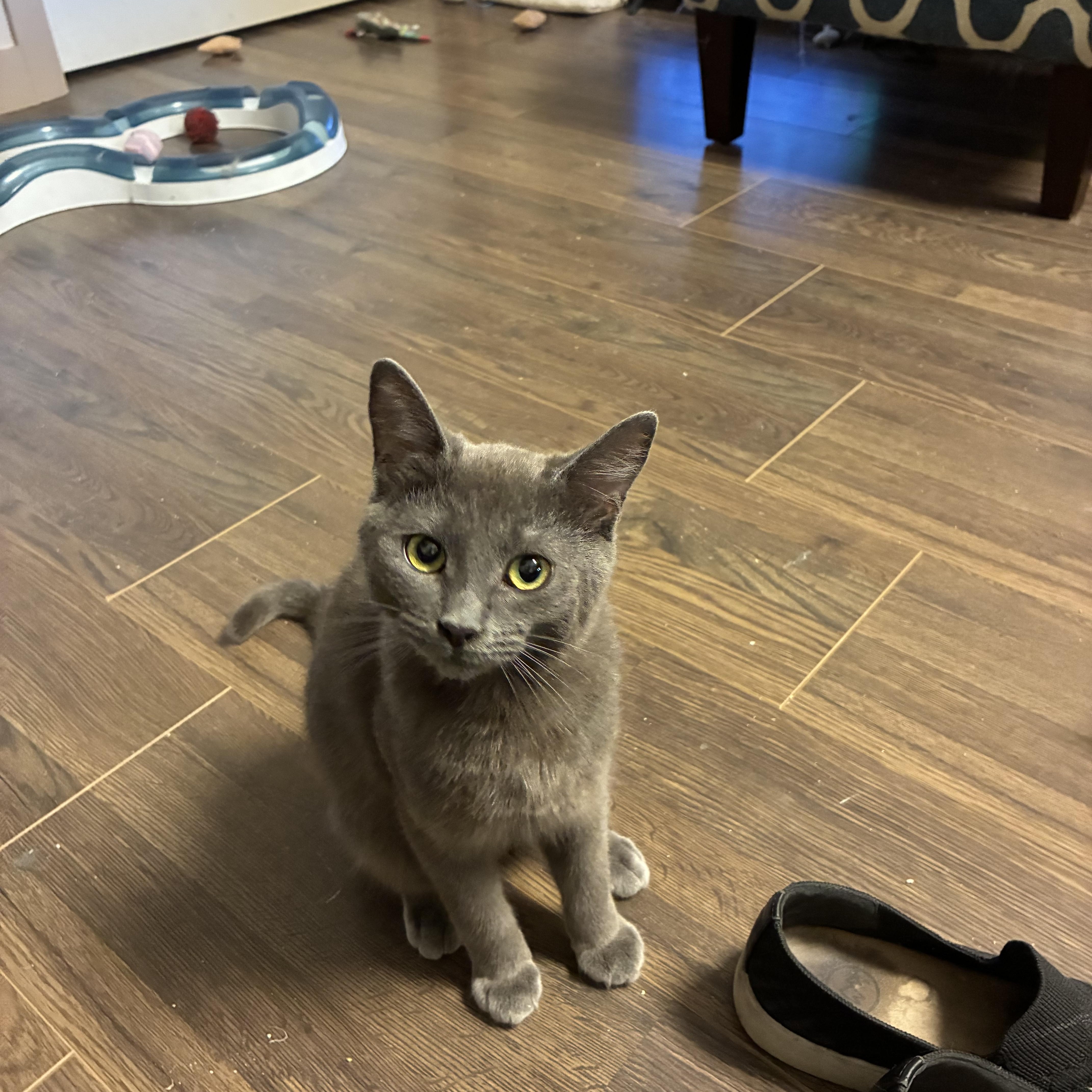 Huckleberry, ADOPTABLE, Kitten Male Russian Blue & Domestic Short Hair.
