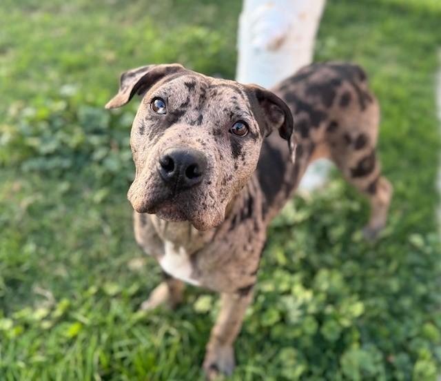 ACE, Adoptable, Young Male Pit Bull Terrier.