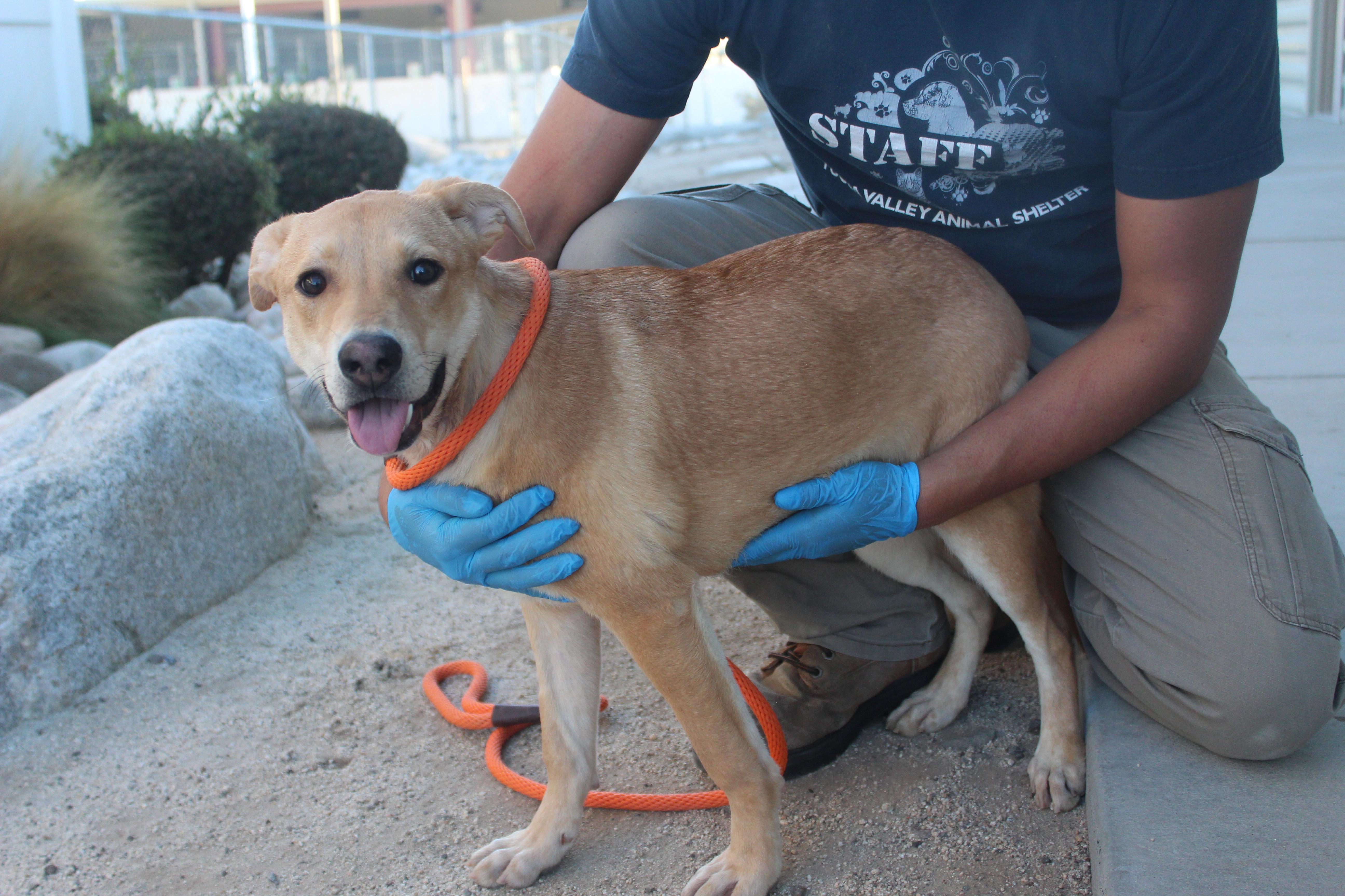 Stacey, adoptable, Puppy Female Shepherd & Husky.