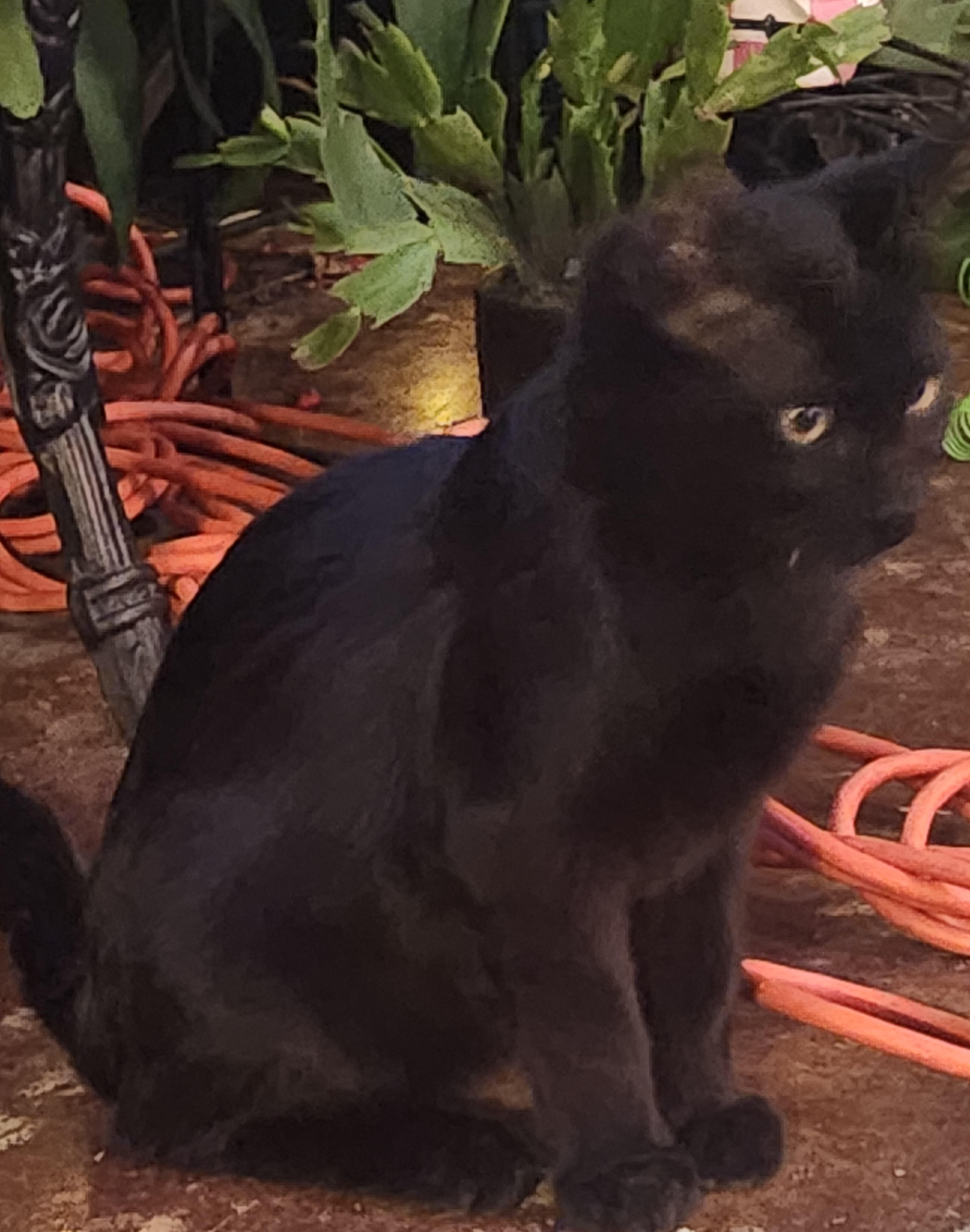Noir, ADOPTABLE, Kitten Male American Shorthair.