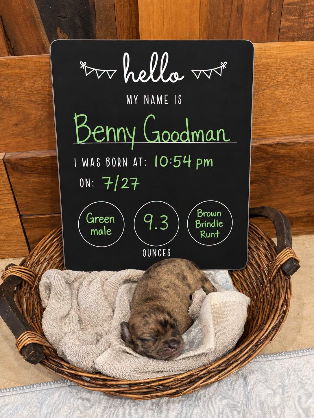 Benny Goodman, Adoptable, Puppy Male Mixed Breed.