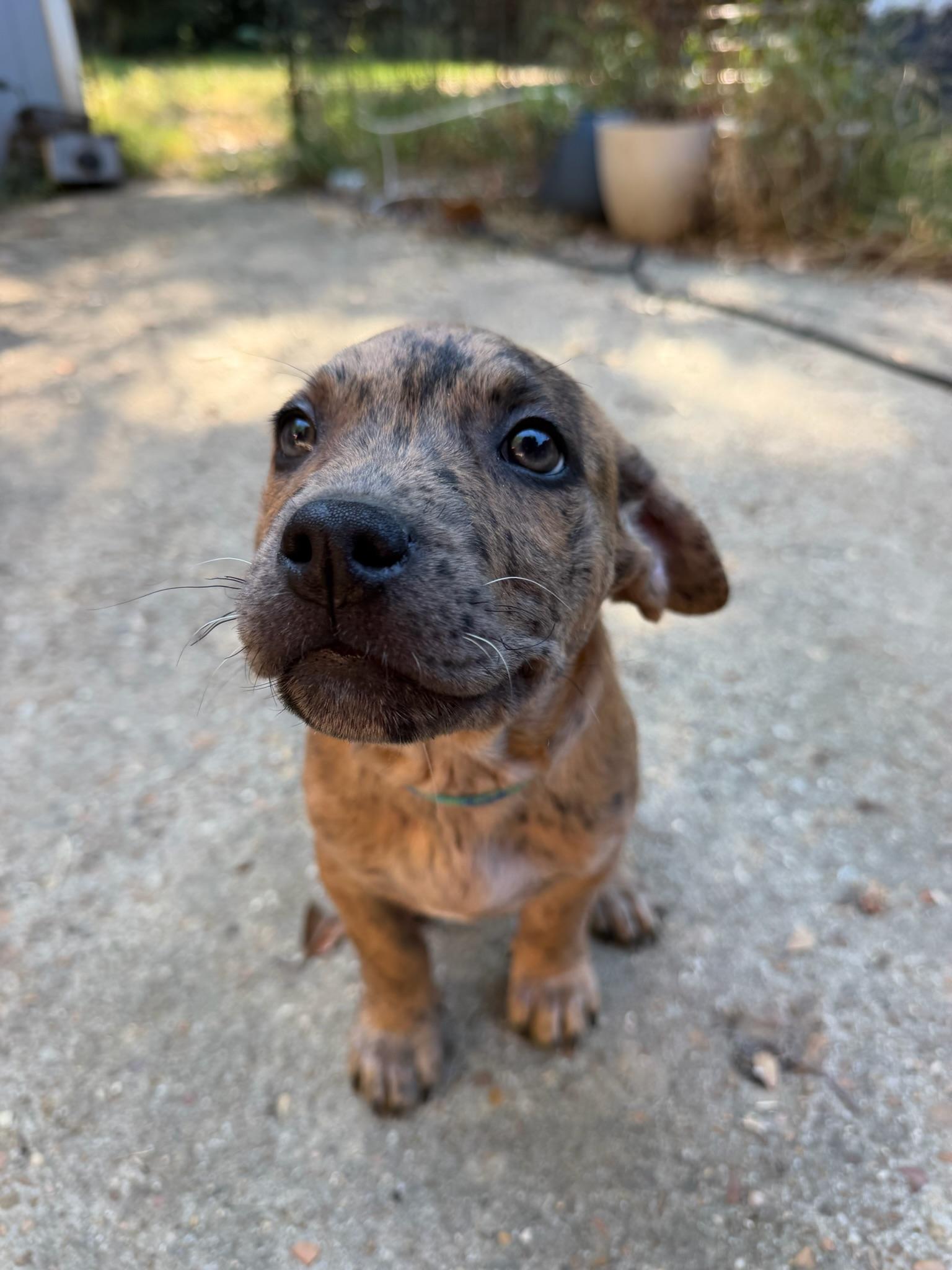 Benny Goodman, Adoptable, Puppy Male Mixed Breed.