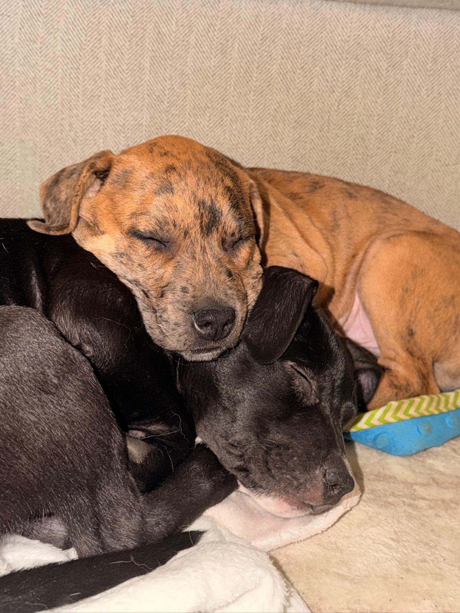 Enlarge Benny Goodman, a Adoptable Mixed Breed in Memphis, TN image 3/6