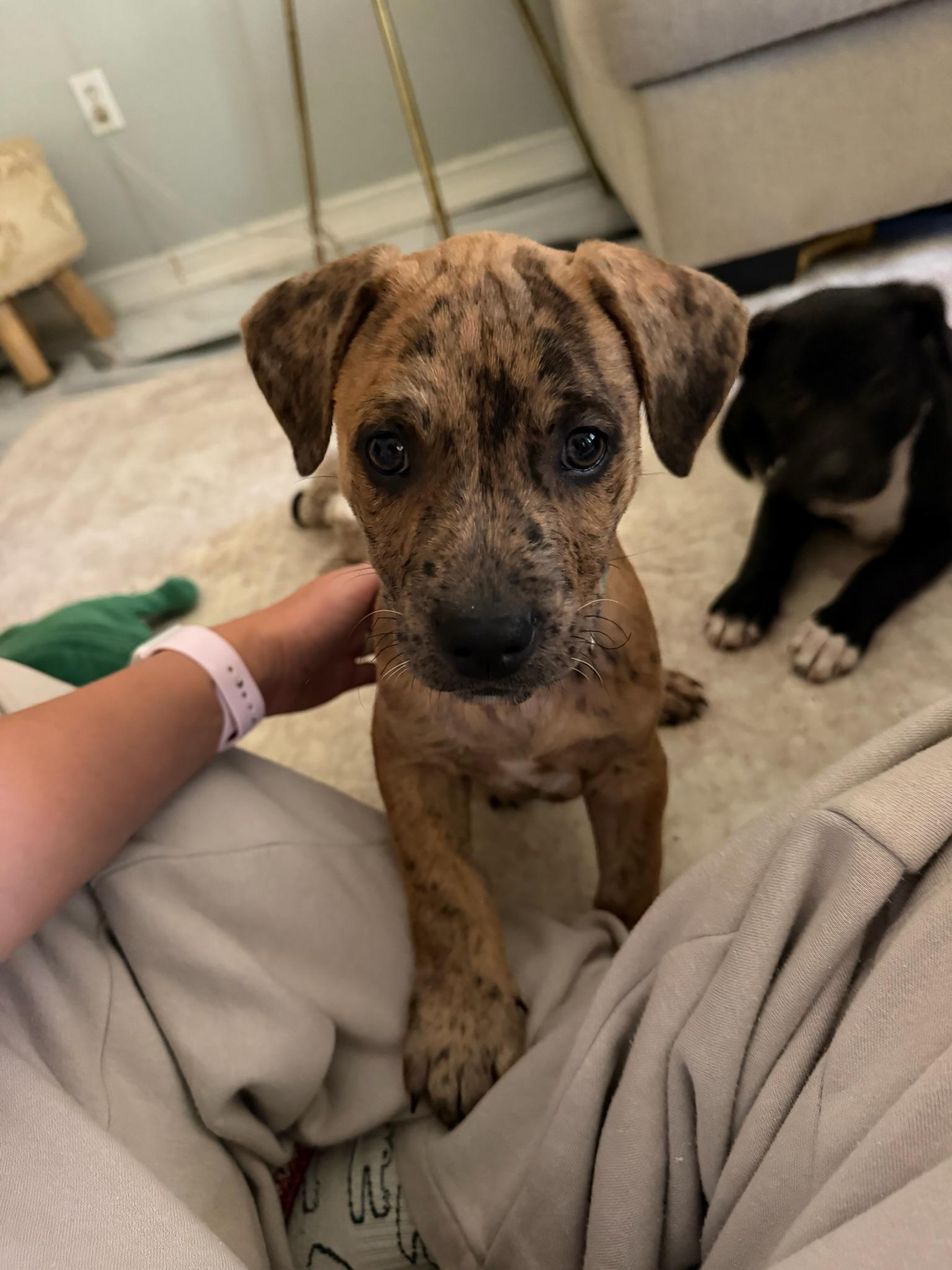 Enlarge Benny Goodman, a Adoptable Mixed Breed in Memphis, TN image 4/6