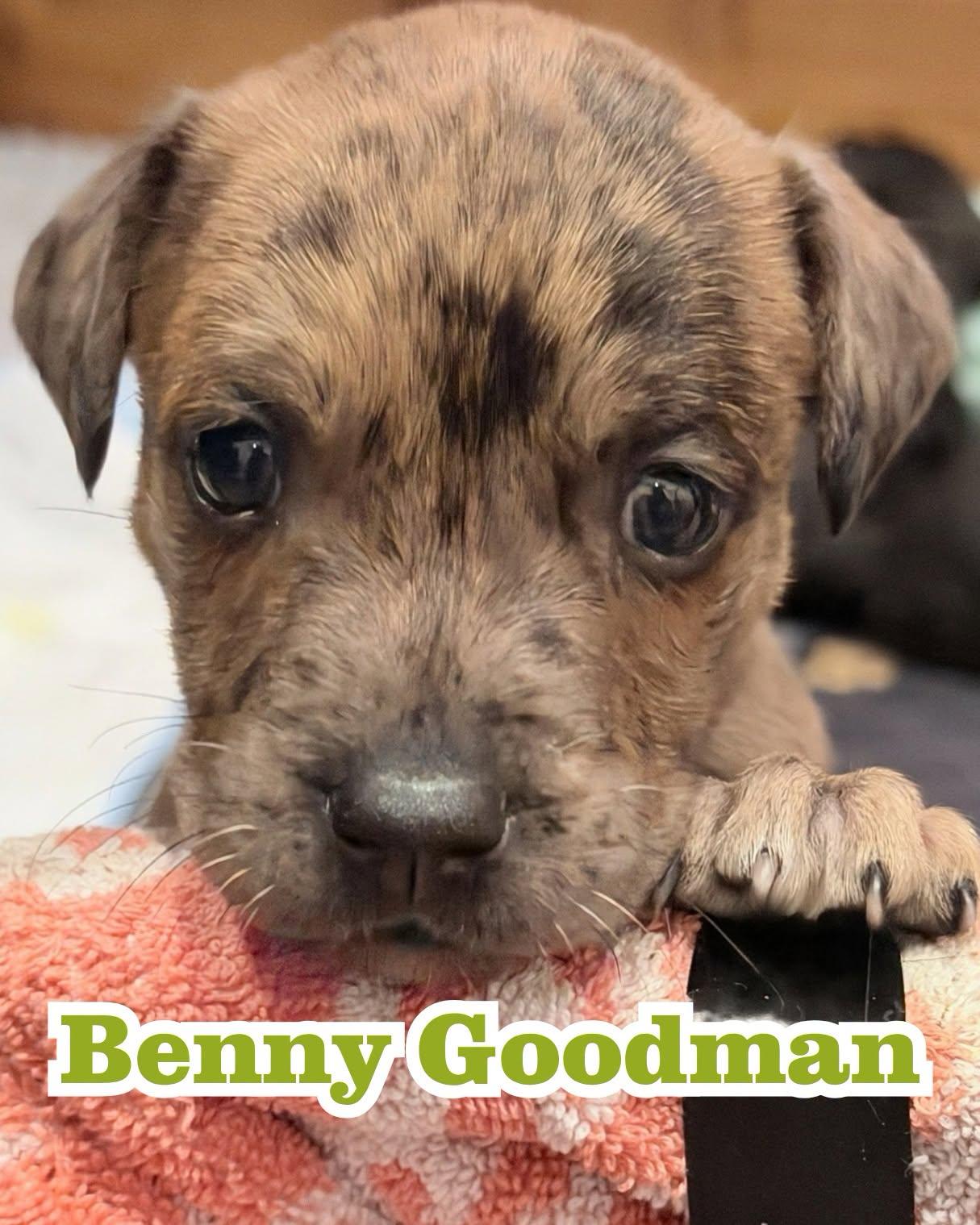 Benny Goodman, Adoptable, Puppy Male Mixed Breed.