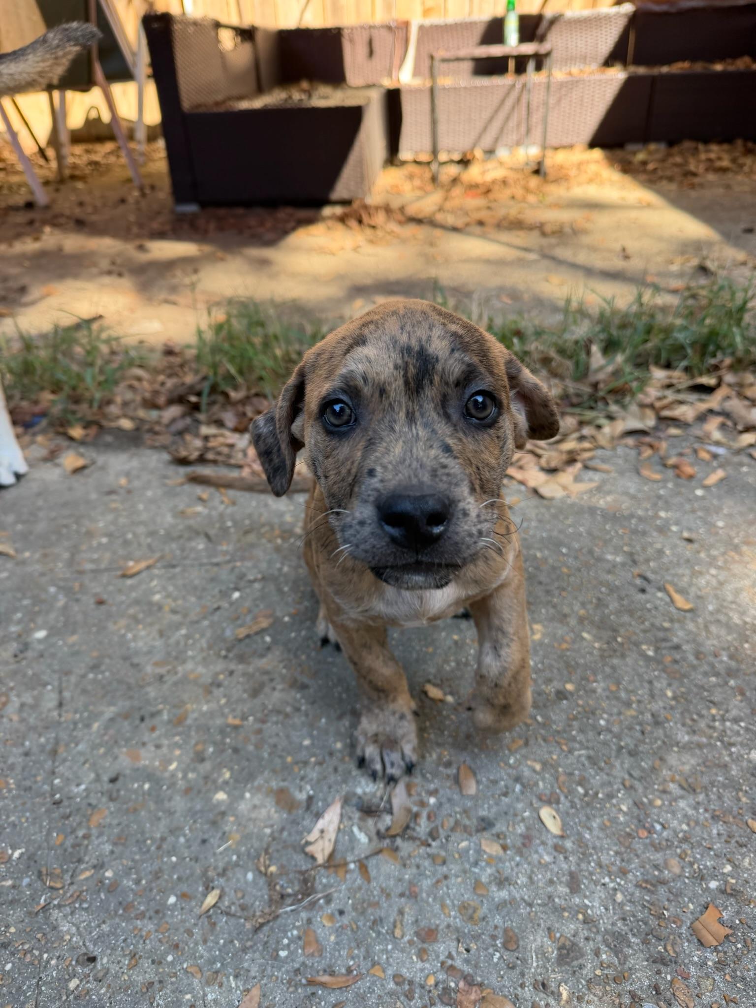 Enlarge Benny Goodman, a Adoptable Mixed Breed in Memphis, TN image 2/6