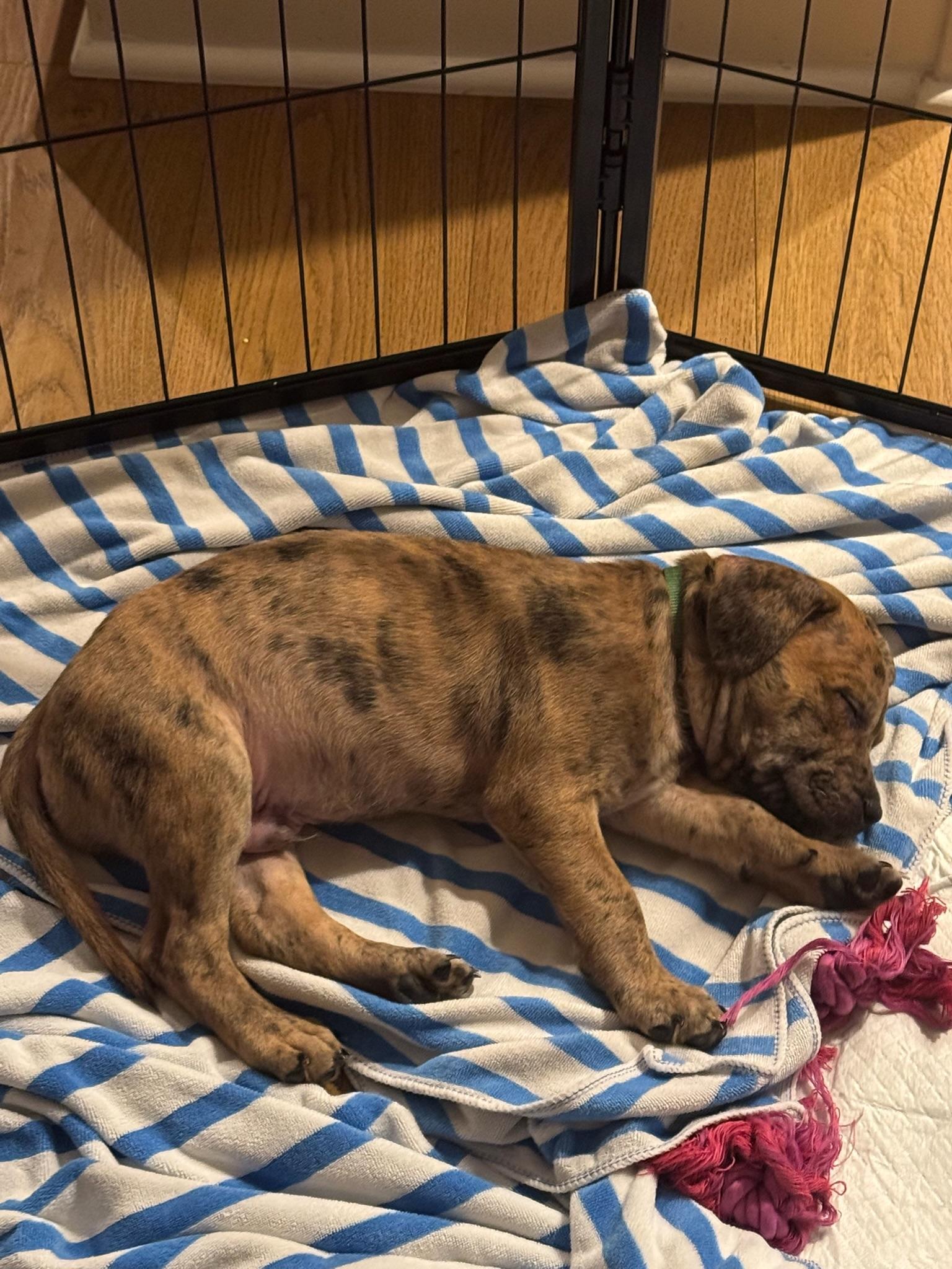 Enlarge Benny Goodman, a Adoptable Mixed Breed in Memphis, TN image 5/6