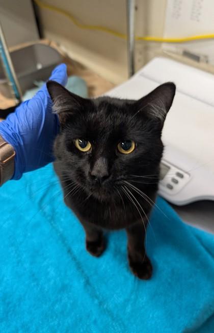 Mr Deeds — thumbnail 2