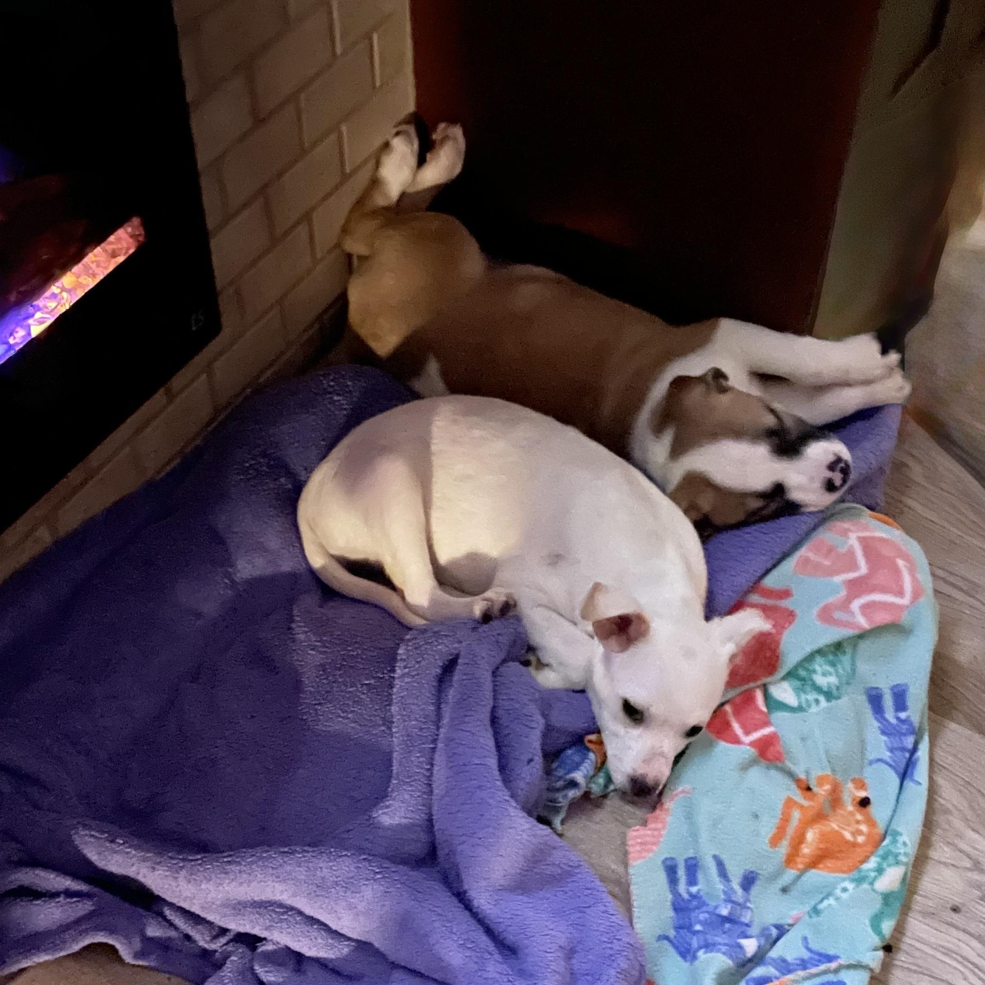 Enlarge Hewitt and Natalia, a Adoptable mixed breed in West Hartford , CT image 6/6