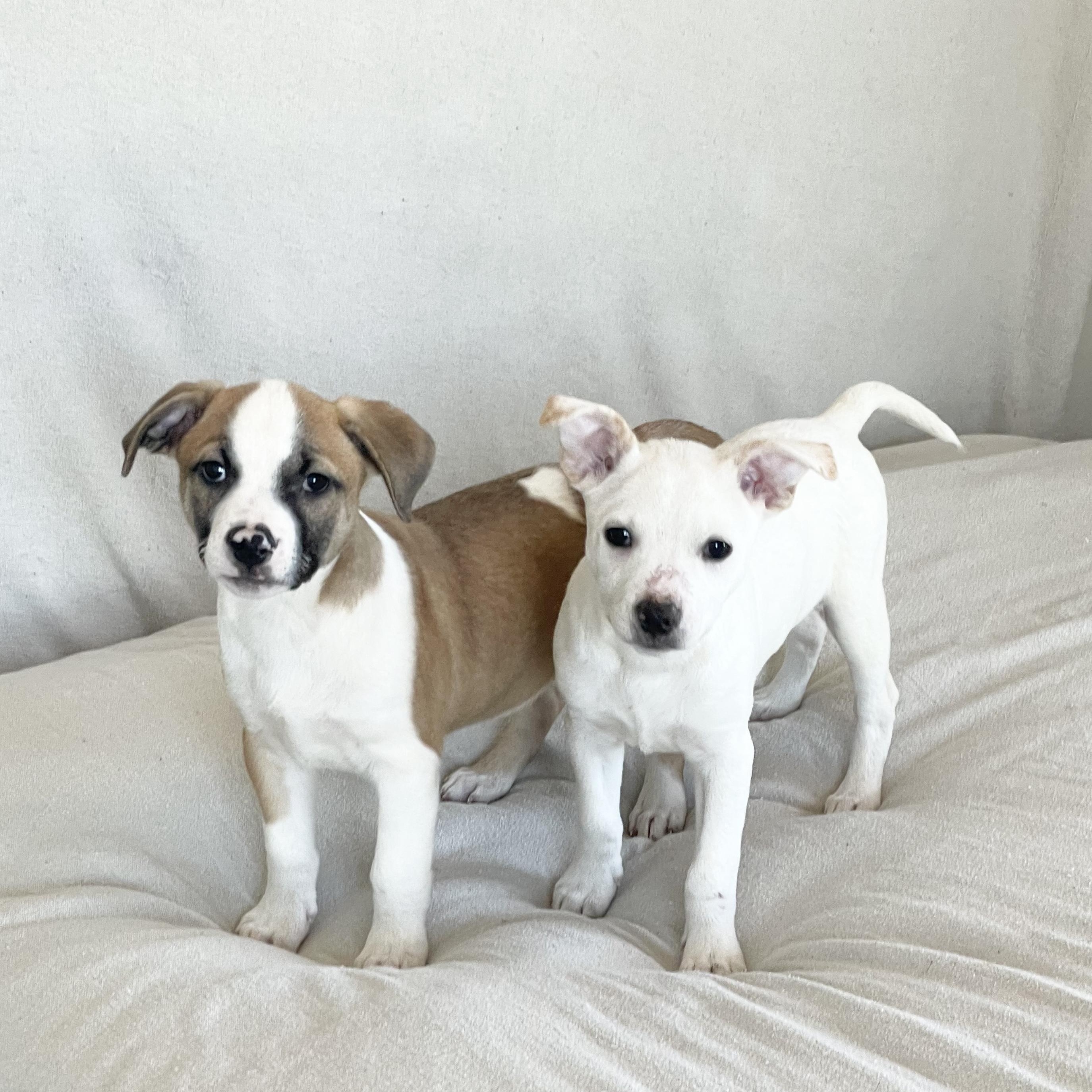 Enlarge Hewitt and Natalia, a Adoptable mixed breed in West Hartford , CT image 5/6