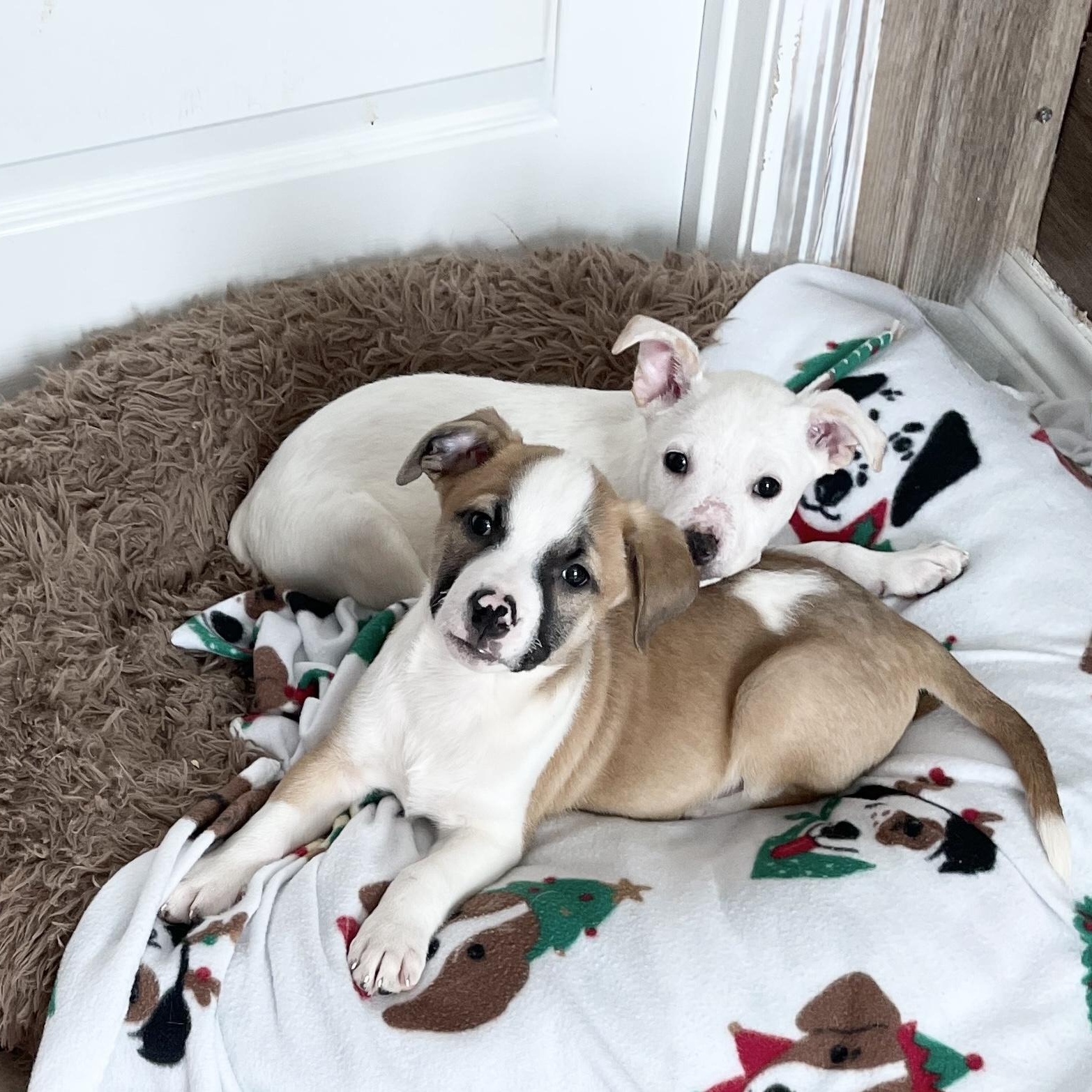 Enlarge Hewitt and Natalia, a Adoptable mixed breed in West Hartford , CT image 2/6