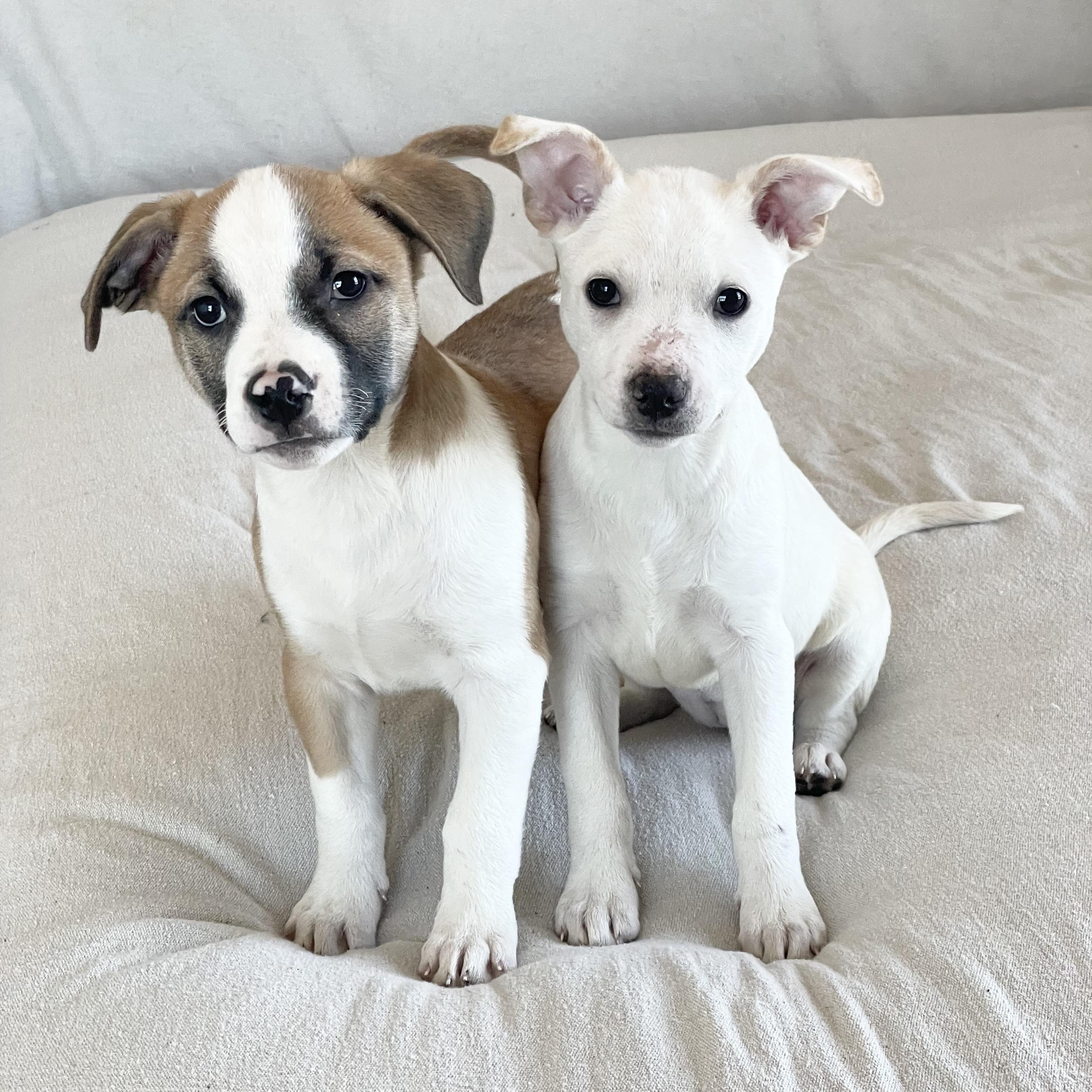 Enlarge Hewitt and Natalia, a Adoptable mixed breed in West Hartford , CT image 1/6