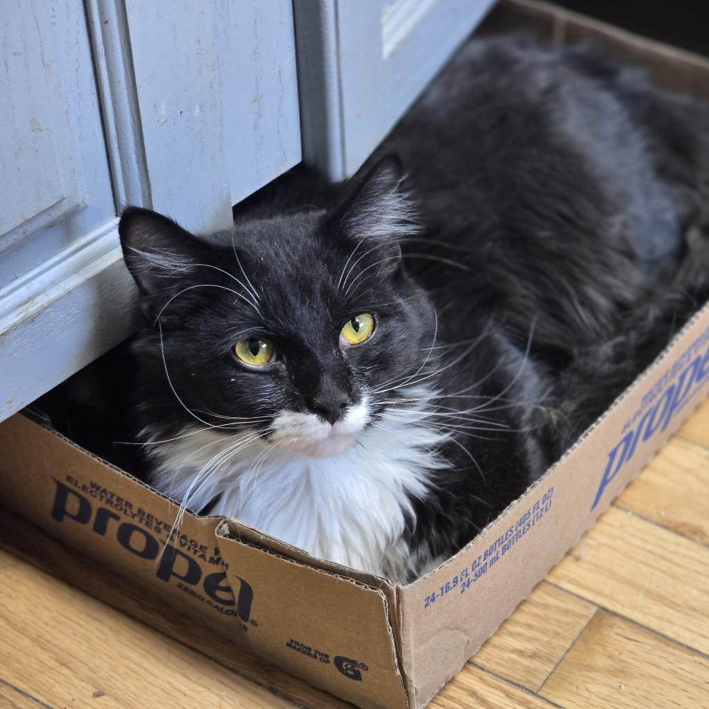 Tom Selleck, a Adoptable Domestic Long Hair in Jarrettsville, MD image 1/6