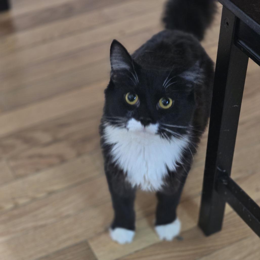 Tom Selleck, a Adoptable Domestic Long Hair in Jarrettsville, MD image 2/6