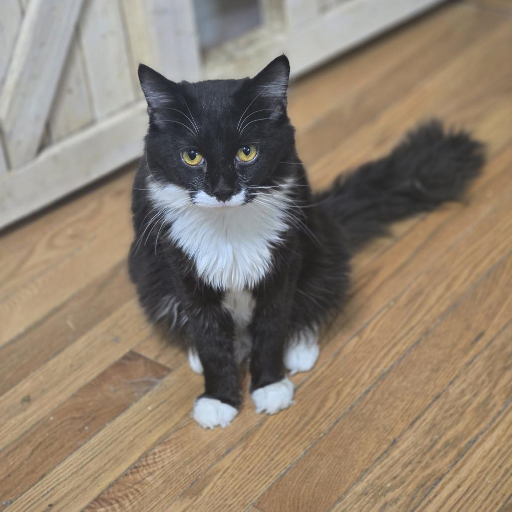 Tom Selleck, a Adoptable Domestic Long Hair in Jarrettsville, MD image 6/6