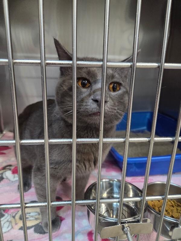 Jasper , adopted, Young Male Domestic Short Hair.