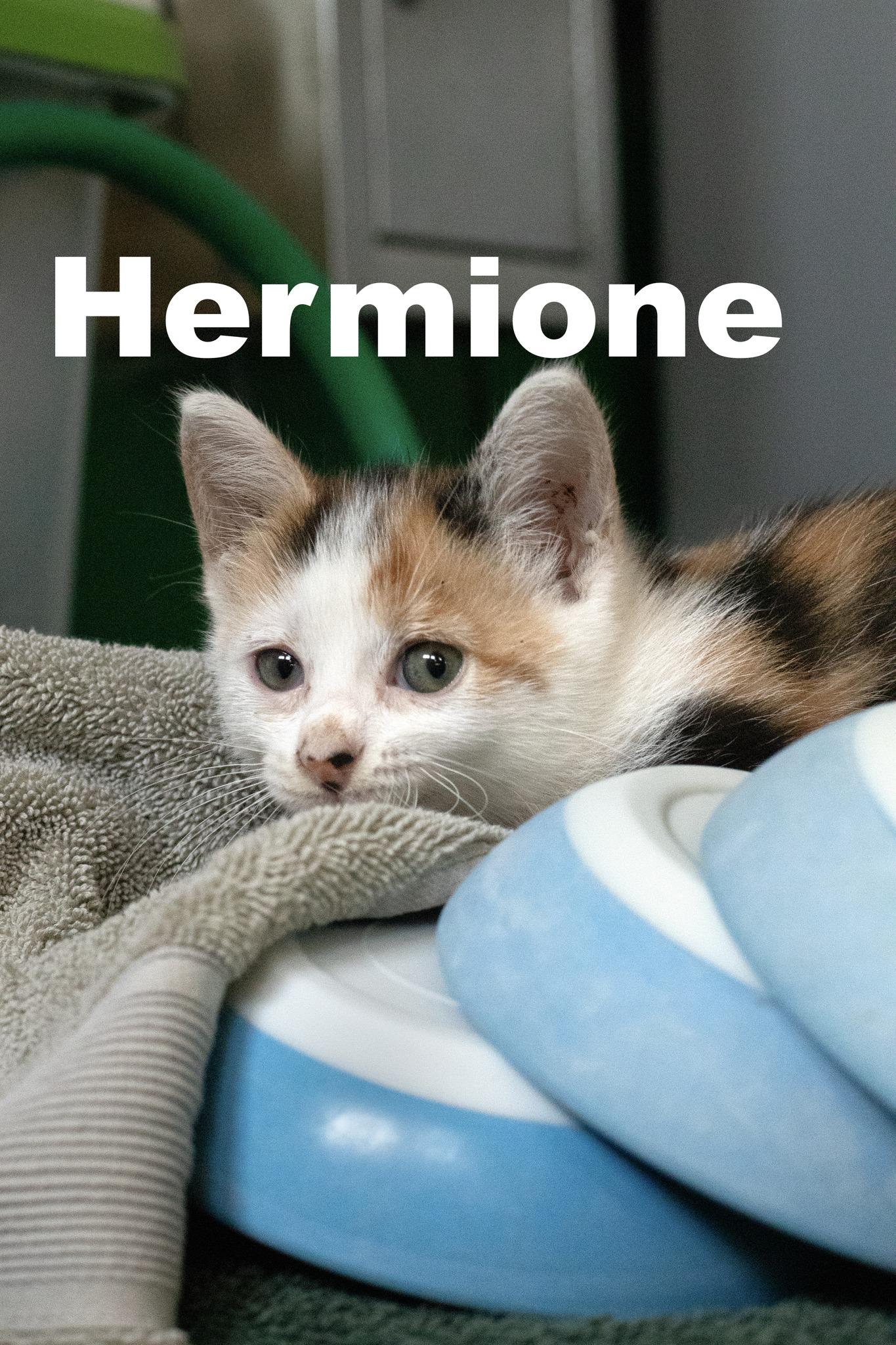 Enlarge HermioneCal, a Adoptable Calico in Macomb, IL image 1/1