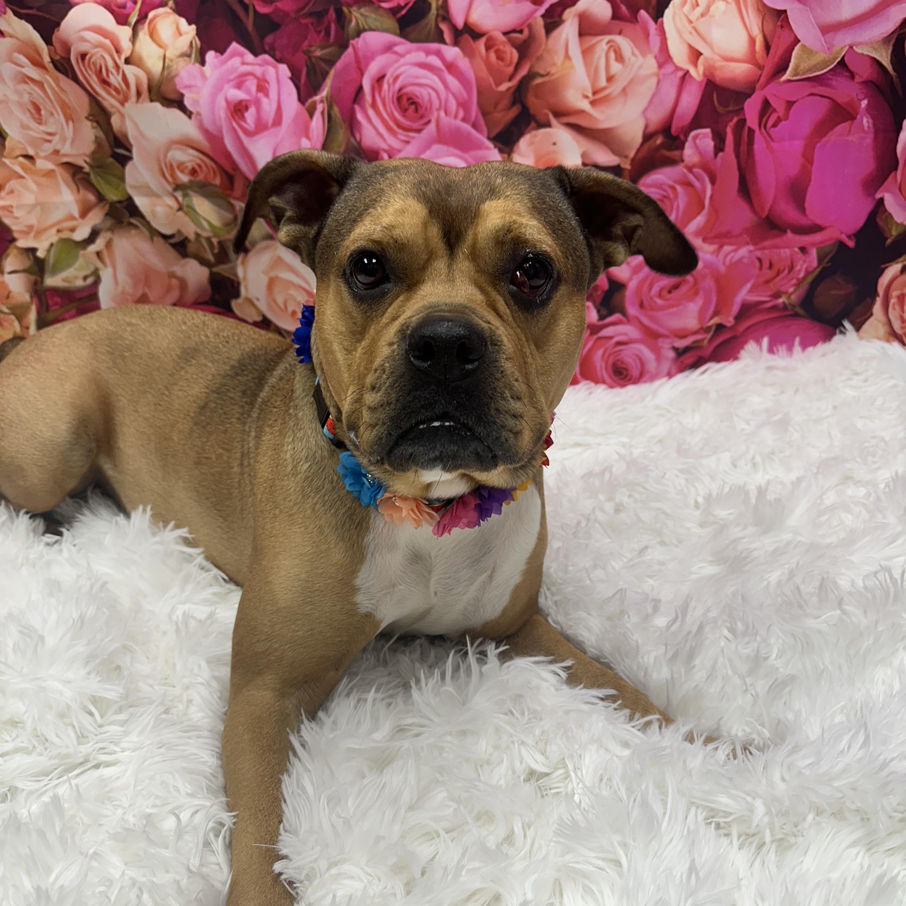 Jade, a ADOPTABLE mixed breed in Monroeville, PA image 6/6
