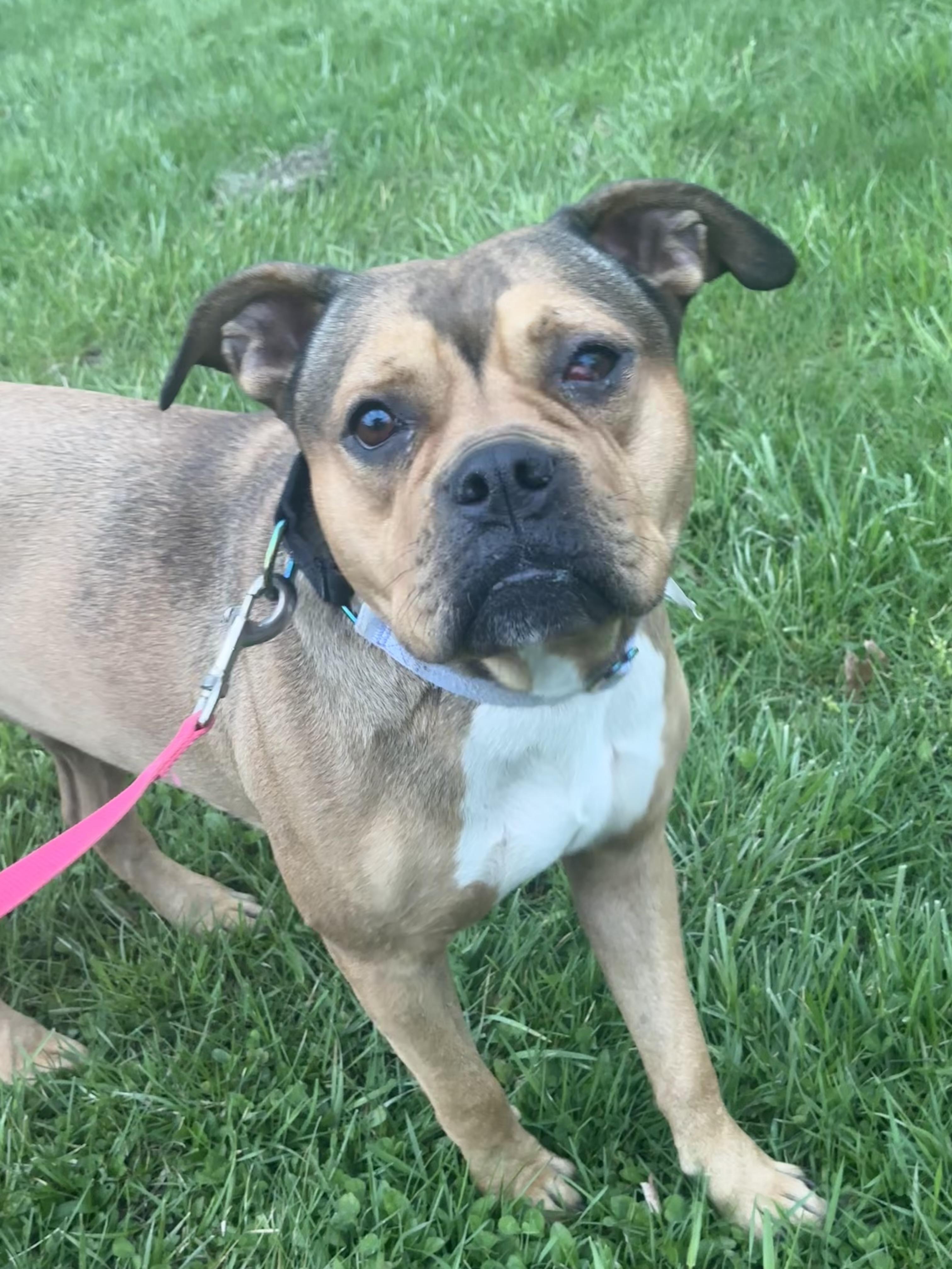 Jade, a ADOPTABLE mixed breed in Monroeville, PA image 5/6