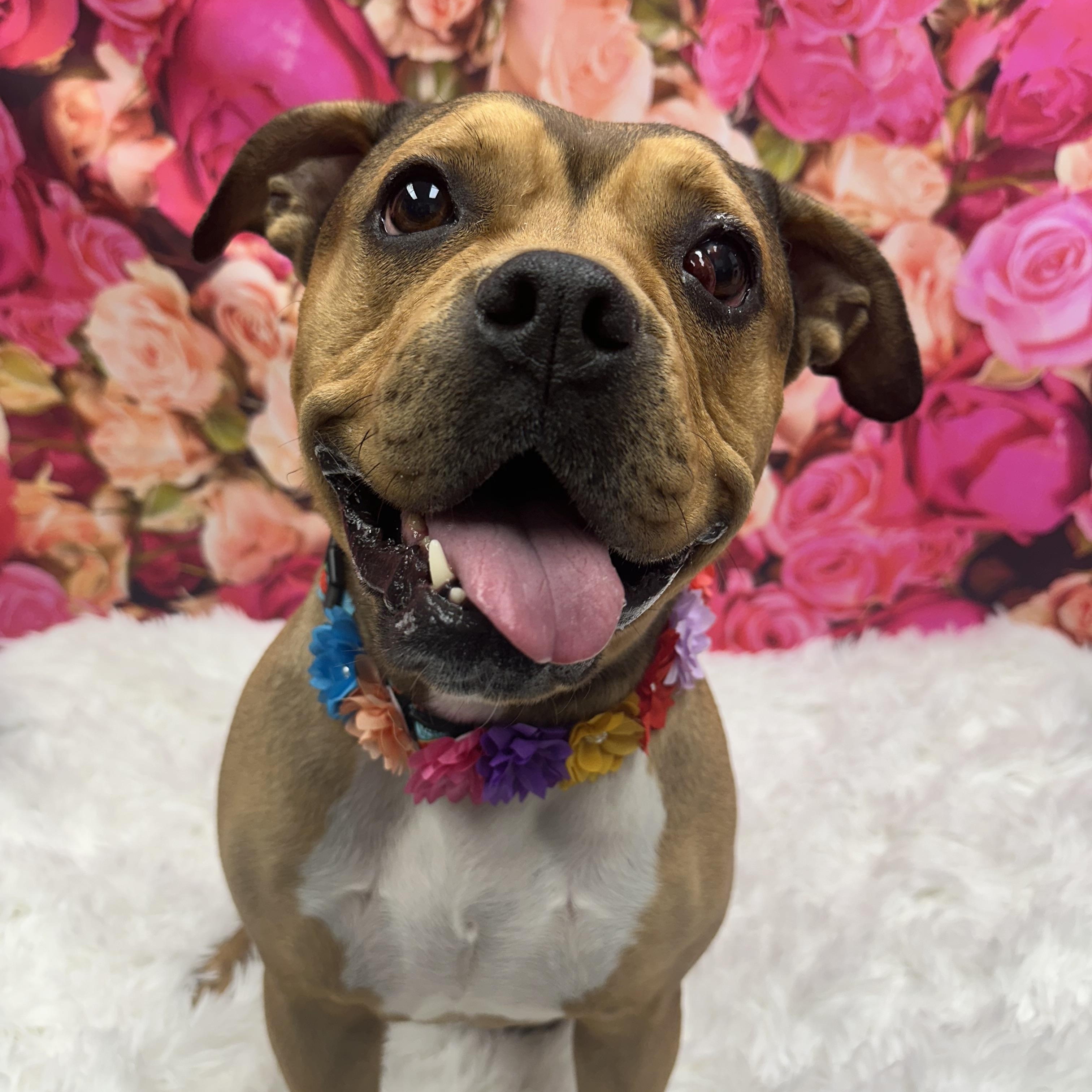 Jade, ADOPTABLE, Adult Female Terrier.