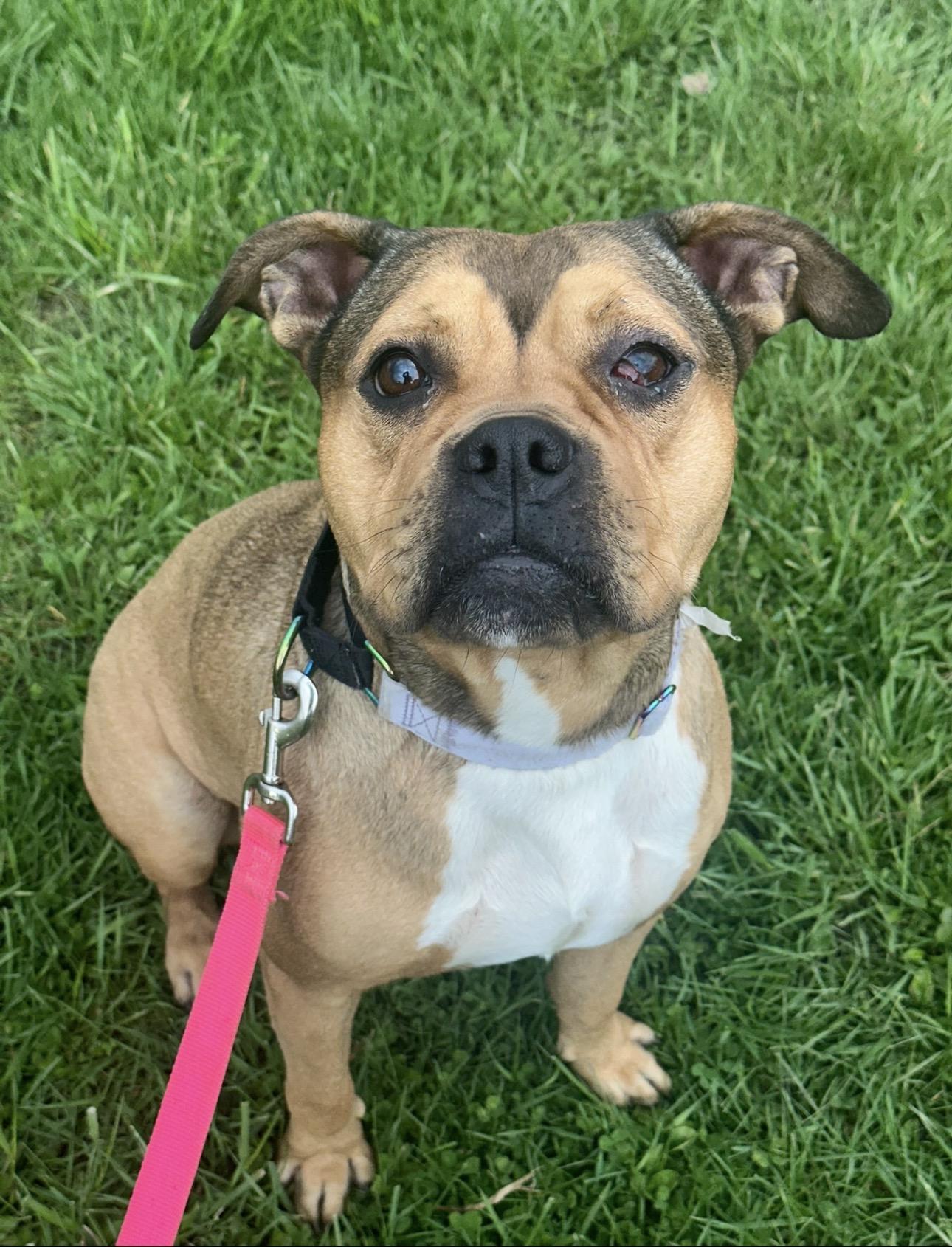 Jade, a ADOPTABLE mixed breed in Monroeville, PA image 2/6