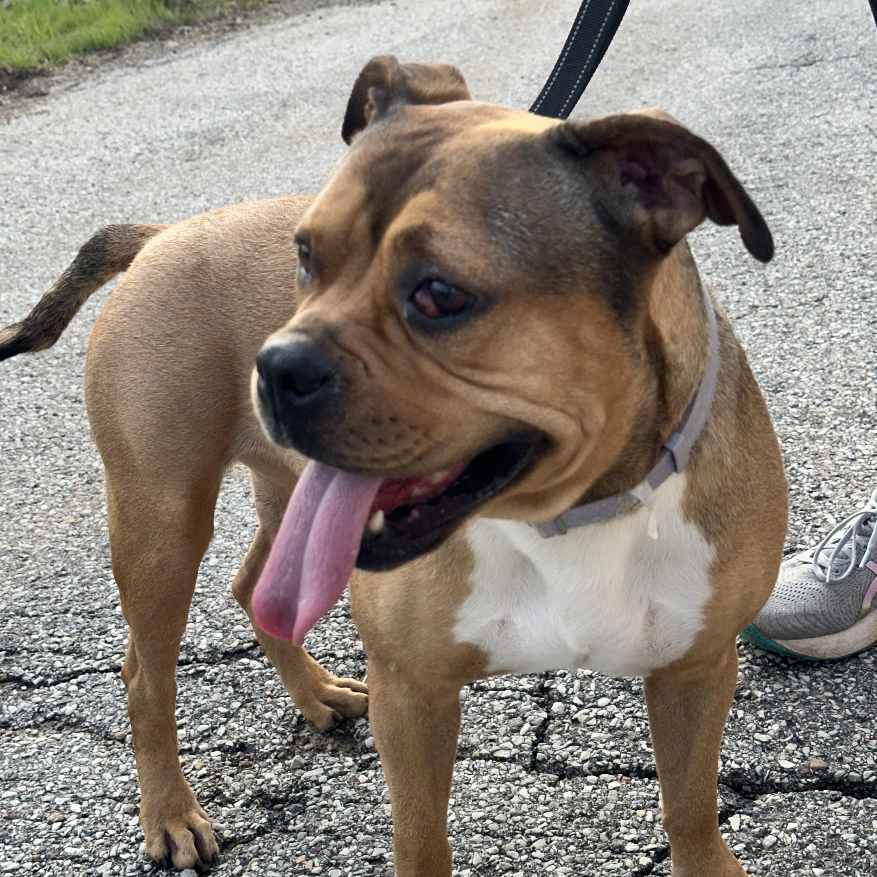Jade, a ADOPTABLE mixed breed in Monroeville, PA image 3/6
