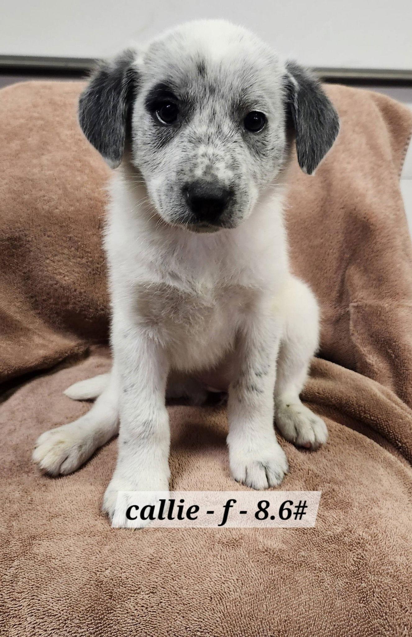 Enlarge Callie, a Adopted mixed breed in Hillside, IL image 1/2