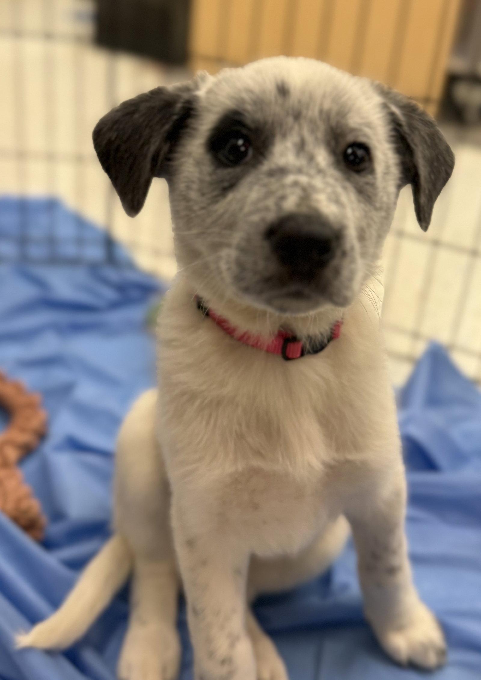 Enlarge Callie, a Adopted mixed breed in Hillside, IL image 2/2