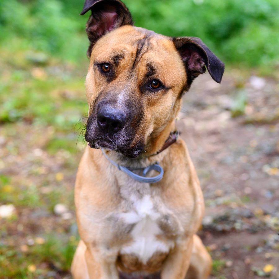 Tank, a Adoptable mixed breed in Bedford, NY image 1/12